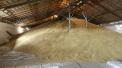 Казахстан экспортировал 2,2 миллиона тонн зерна нового урожая по железной дороге– МСХ